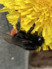 Bombus lapidarius
