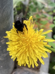 Bombus lapidarius