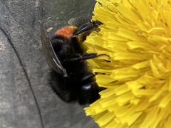 Bombus lapidarius