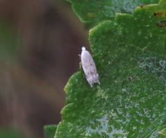 Coleotechnites invictella