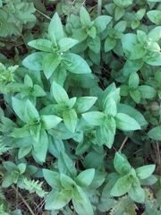 Saponaria officinalis