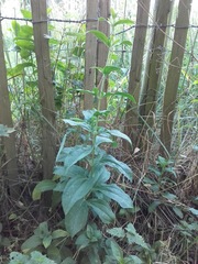 Saponaria officinalis