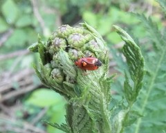 Deraeocoris ruber
