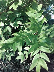 Fraxinus excelsior