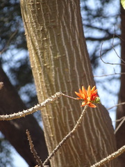 Erythrina stricta