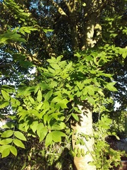 Fraxinus excelsior