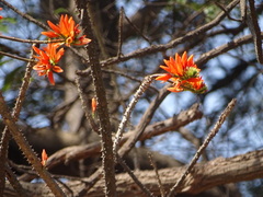 Erythrina stricta