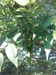 Fraxinus excelsior