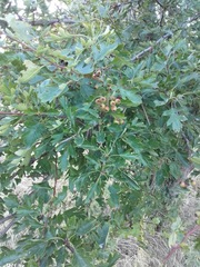 Crataegus monogyna