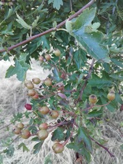 Crataegus monogyna