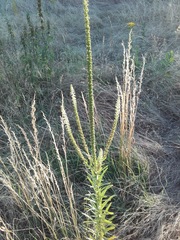 Reseda luteola