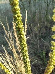 Reseda luteola