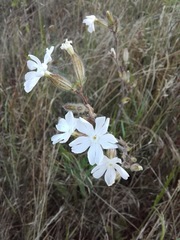 Silene latifolia