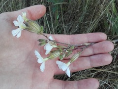 Silene latifolia