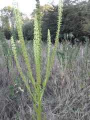 Reseda luteola