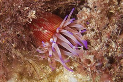 Epiactis australiensis