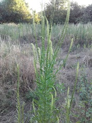 Reseda luteola