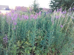 Chamaenerion angustifolium