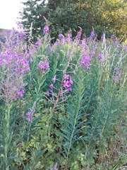 Chamaenerion angustifolium