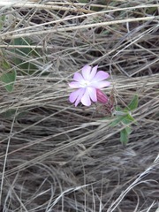 Silene dioica