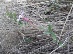 Silene dioica