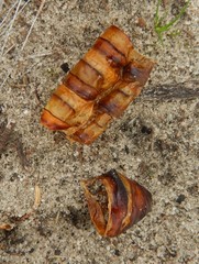 Abantiades atripalpis