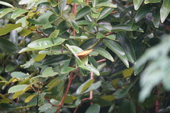 Vindula dejone erotella