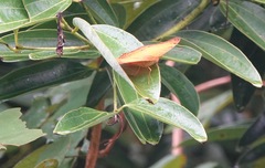 Vindula dejone erotella