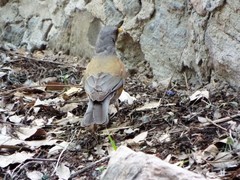 Turdus rufopalliatus