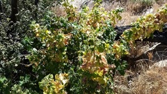 Ribes malvaceum viridifolium