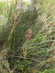 Willdenowia incurvata