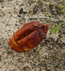 Abantiades atripalpis