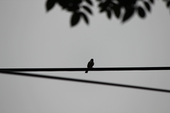 Passer montanus malaccensis