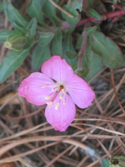 Oenothera deserticola
