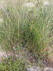 Willdenowia incurvata