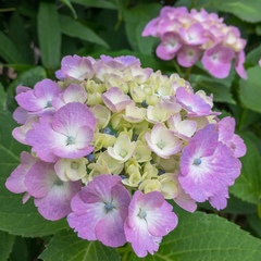 Hydrangea