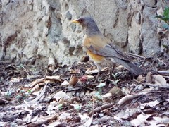 Turdus rufopalliatus