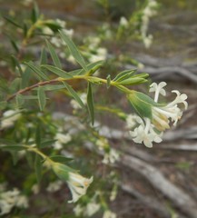 Pimelea stricta