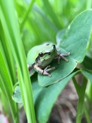 Hyla japonica