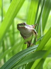 Hyla japonica