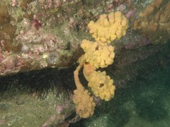 Pyura spinifera