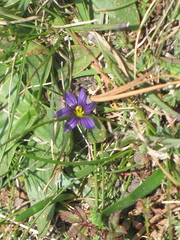 Sisyrinchium scabrum