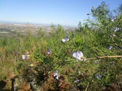 Psoralea affinis