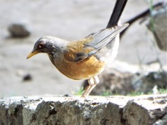 Turdus rufopalliatus