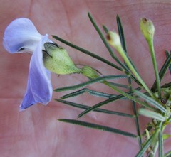 Psoralea affinis
