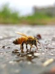 Apis mellifera