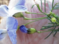 Psoralea affinis