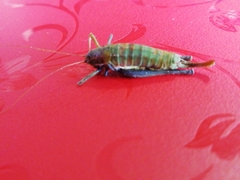 Poecilimon intermedius