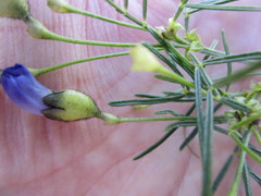 Psoralea affinis