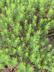 Euryops abrotanifolius